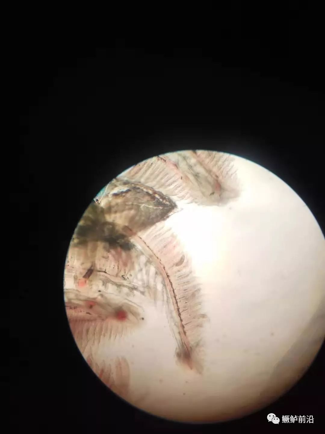指环虫显微镜图片