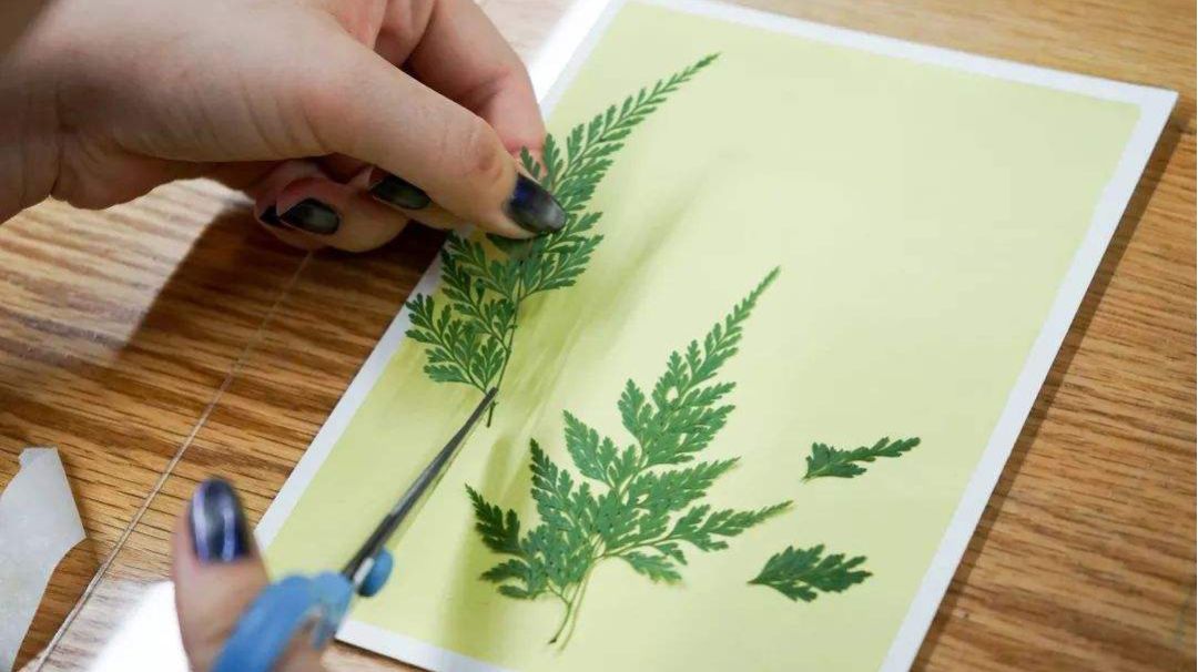 种艺术创作的媒介感受大自然给予的馈赠在制作中感受自然界的花草蓝晒