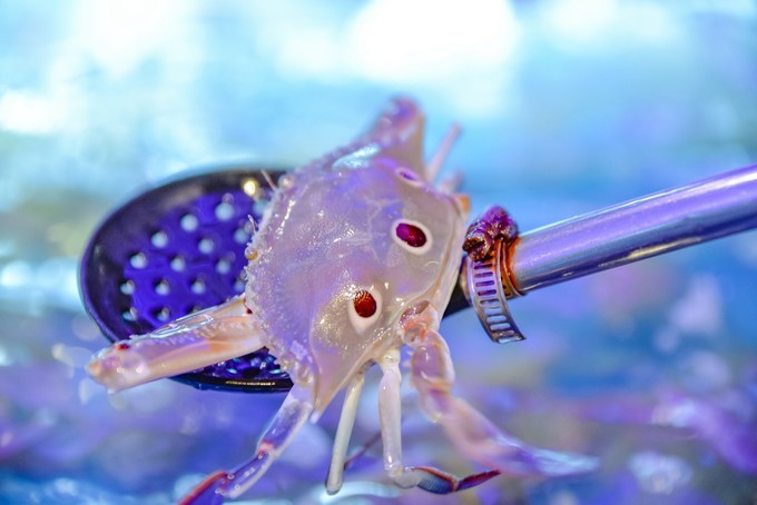 阳光三亚,完美旅行三部曲(美宿,美食,美景攻略)_海南