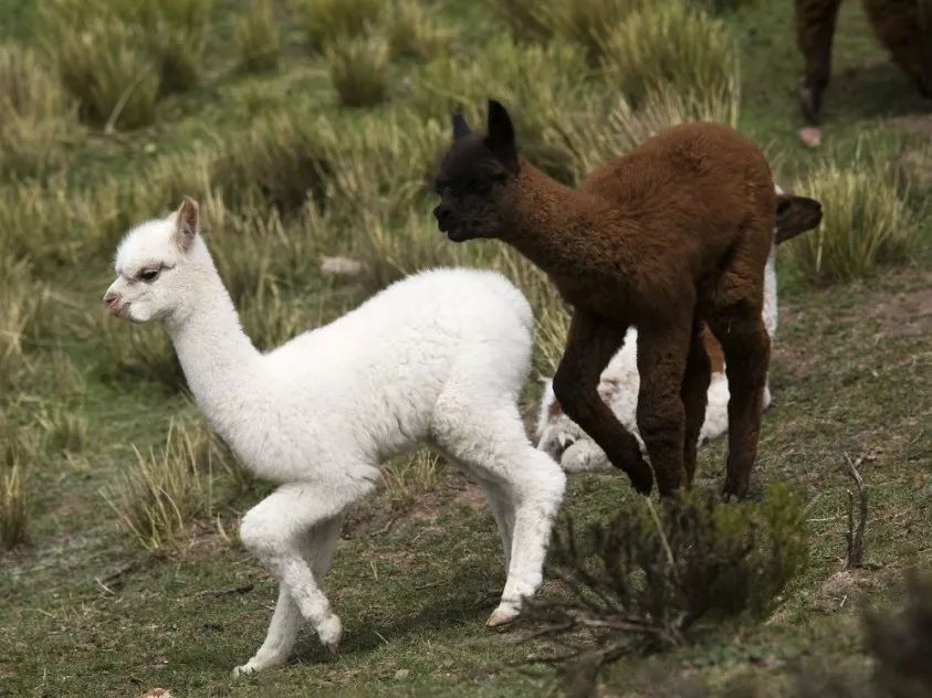 你是魔鬼吗?原来你是这样的羊驼!