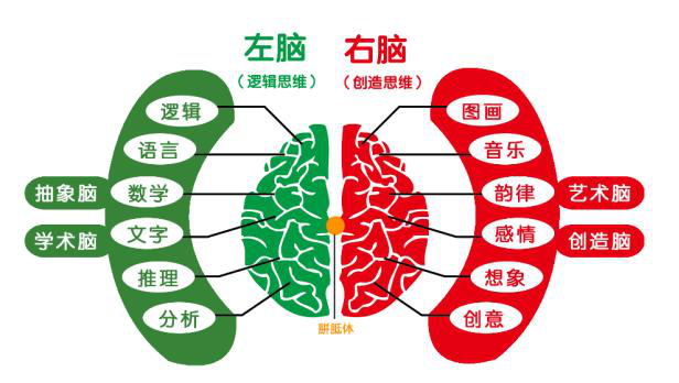 左右脑营销学启发少儿为什么要接受全脑教育