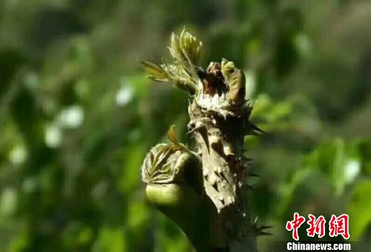 甘肅隴南市宕昌縣山野菜資源豐富,圖為該縣山野菜.資料圖 鍾欣 攝