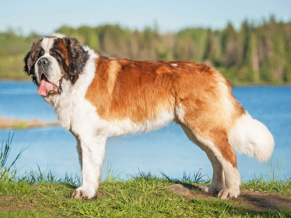 世界上最大的幾個犬種,沒有之一