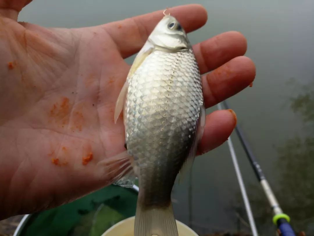 钓友原创大蓝鲫一包搞定没说的