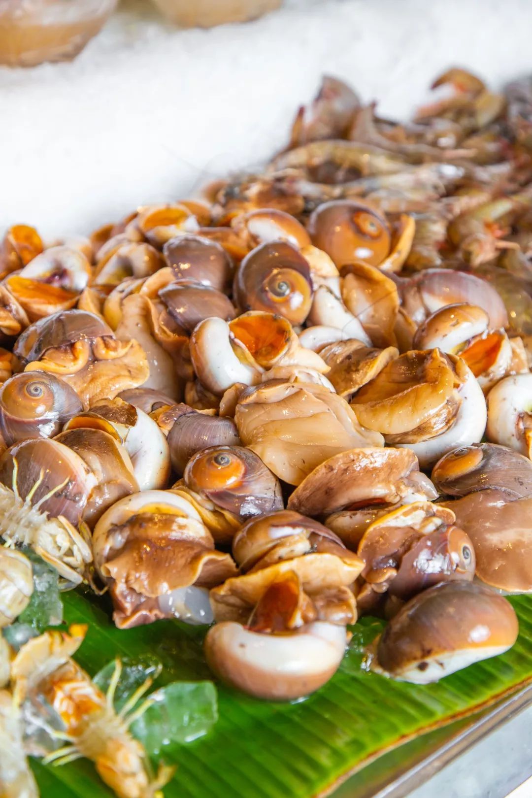 凑近了看都能感受到ta轻微的呼吸感,鲜活得如同刚从海里捞上来一样!