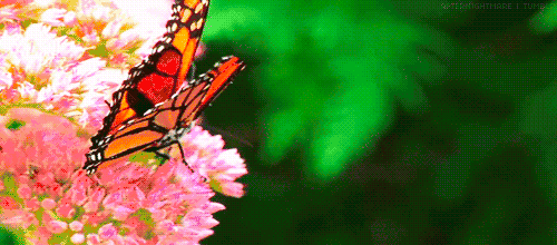 翩翩飞舞的蝴蝶动态图图片