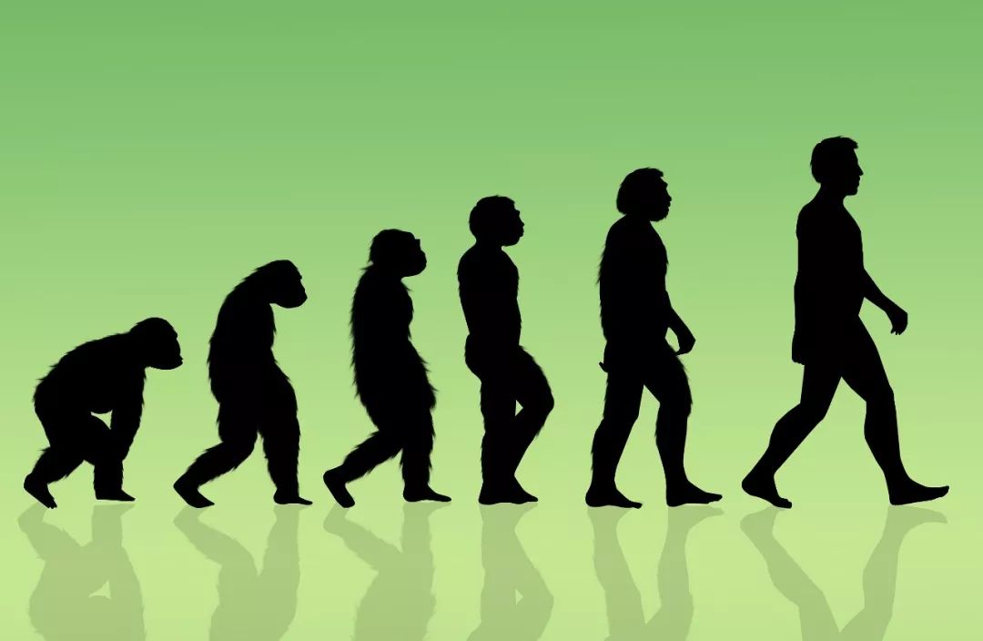 380万年前的猿人头骨,告诉你不一样的“人类进化史”_古猿