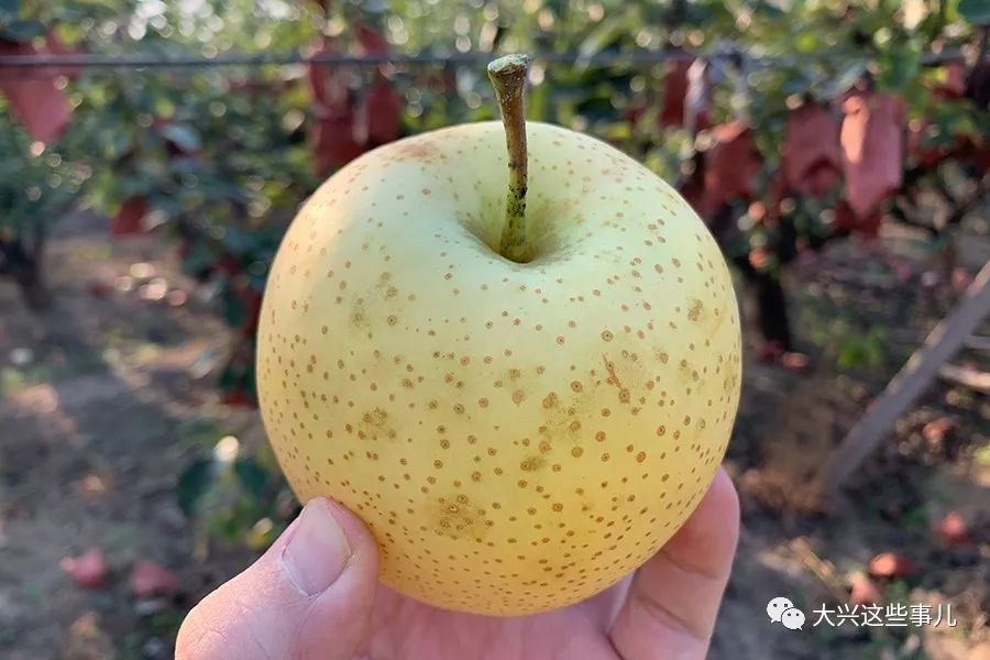 3元一斤咱大兴本地大梨熟啦采摘游玩吃饭一站搞定