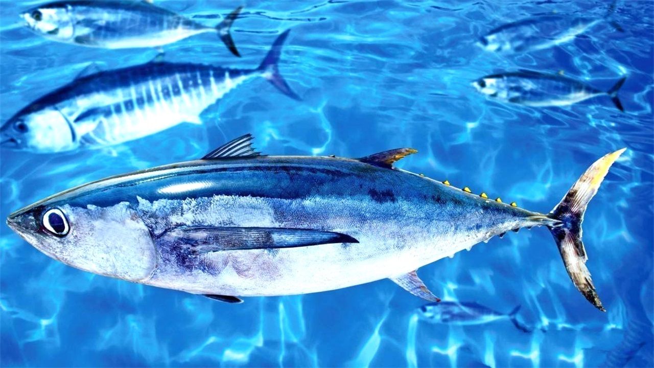 它便是蓝鳍金枪鱼了,这是一种广泛分布在北半球的太平洋以及大西洋