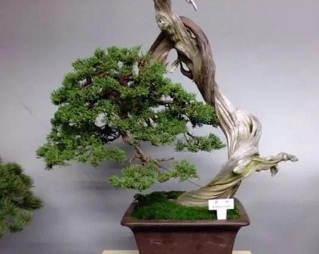 崖柏盆景肥水管理做好这几点枝繁叶绿