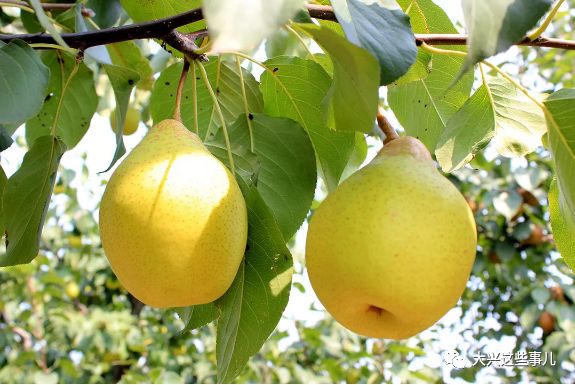 3元一斤咱大兴本地大梨熟啦采摘游玩吃饭一站搞定