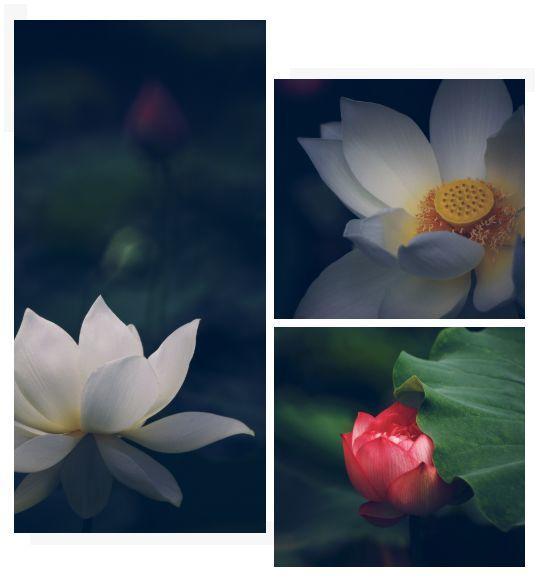 高明磊静看一花一世界一叶一菩提