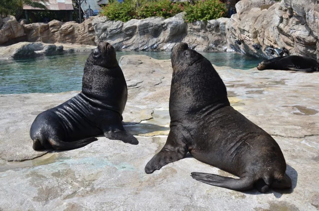 南美海狮跟南美海狗同属于海狮科,长得巨像!辨认难度五颗星!
