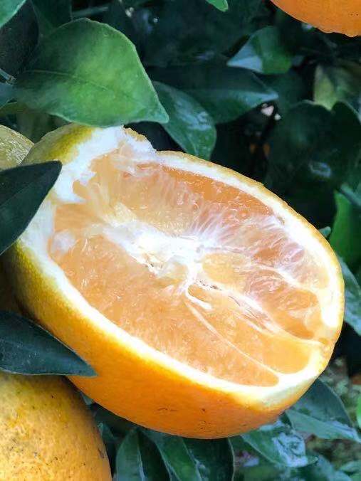 教你几招轻松炼就火眼金睛识别打蜡橙泡药橙催熟橙