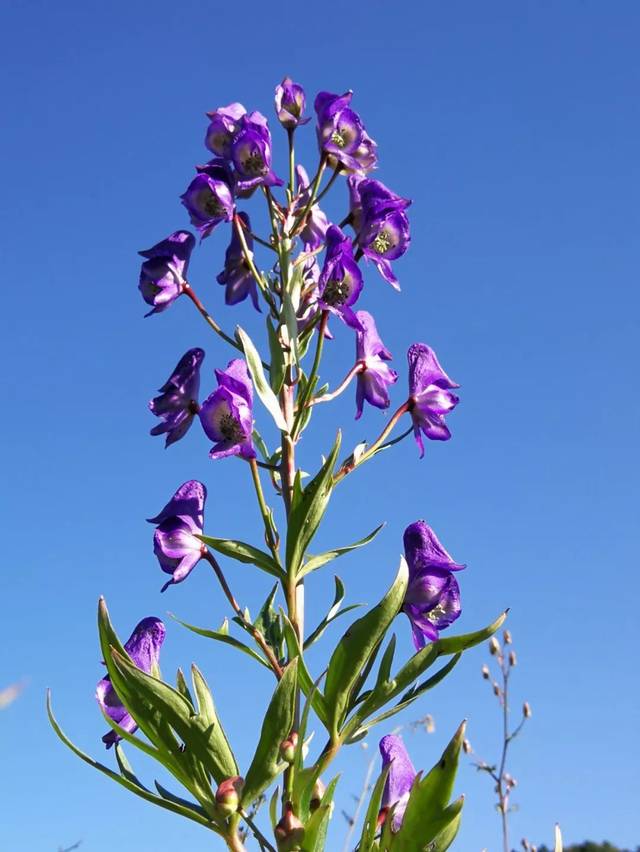 本草故事▏祛风除湿散寒止痛之神奇的草乌