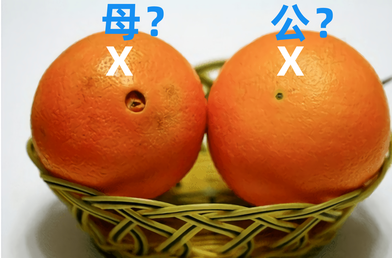 有脐更好吃脐橙分公母别再被误导了