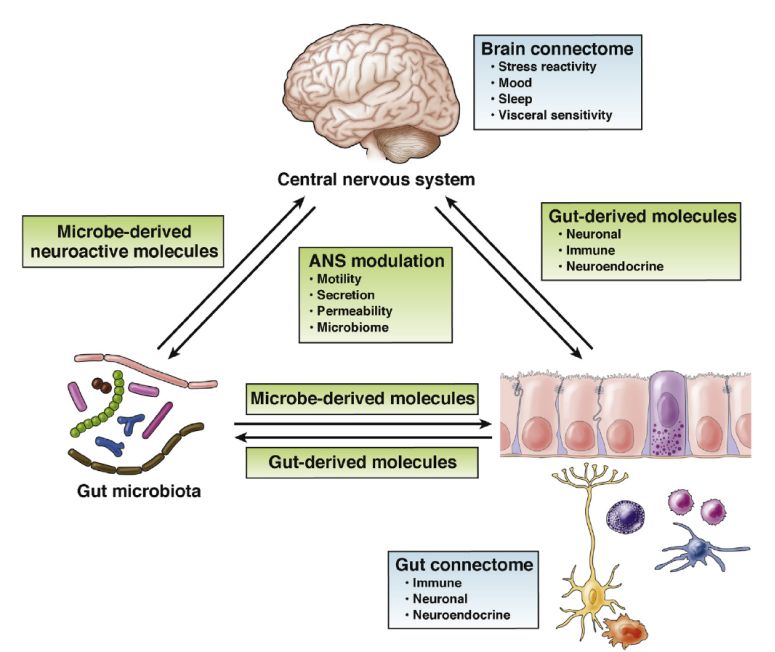 微生物对大脑的一个主要调节方式是通过神经免疫和神经内分泌系统实现