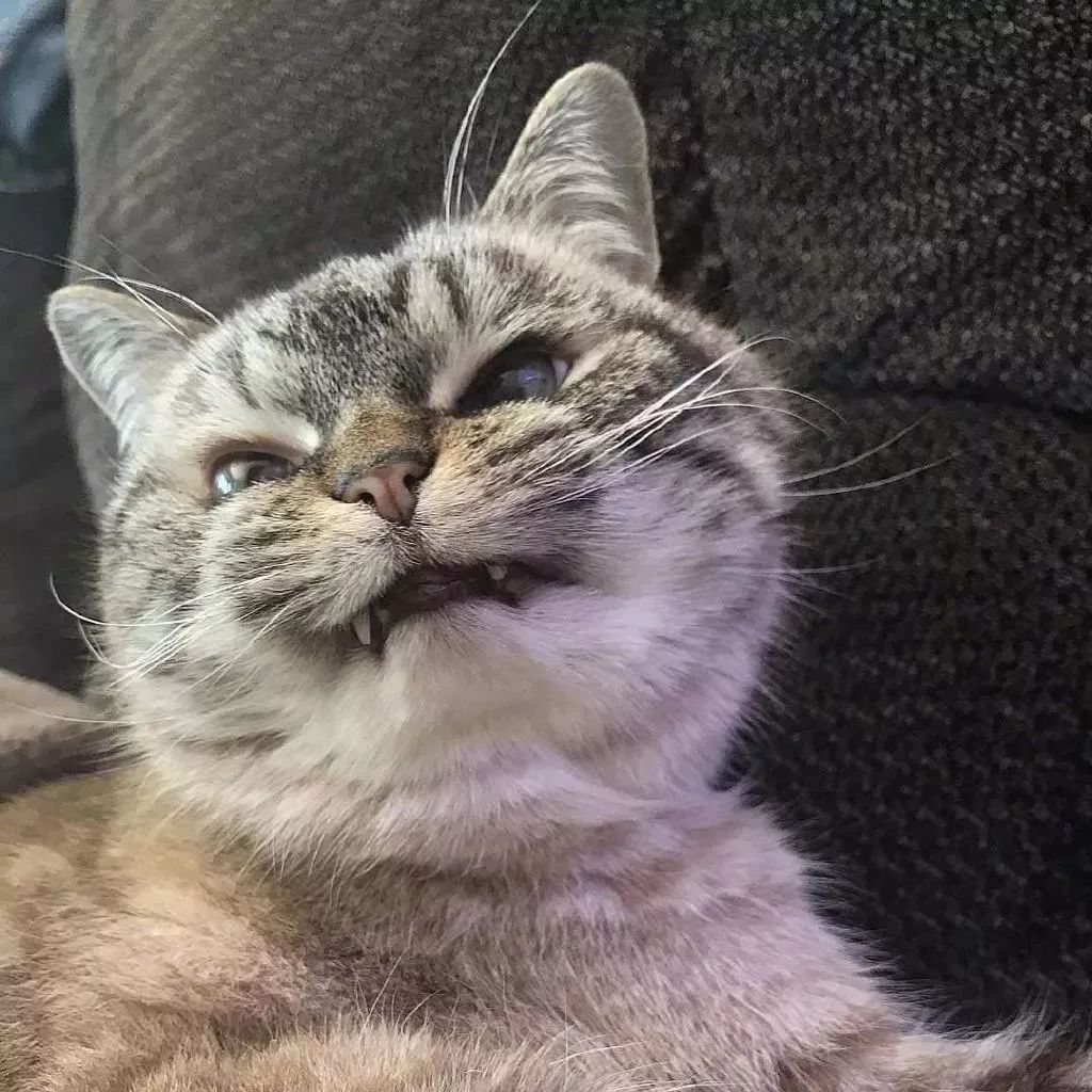 一只表情超凶的喵星人,就问你怕不怕?