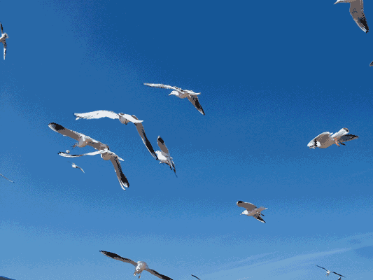 533_400gif 动态图 动图