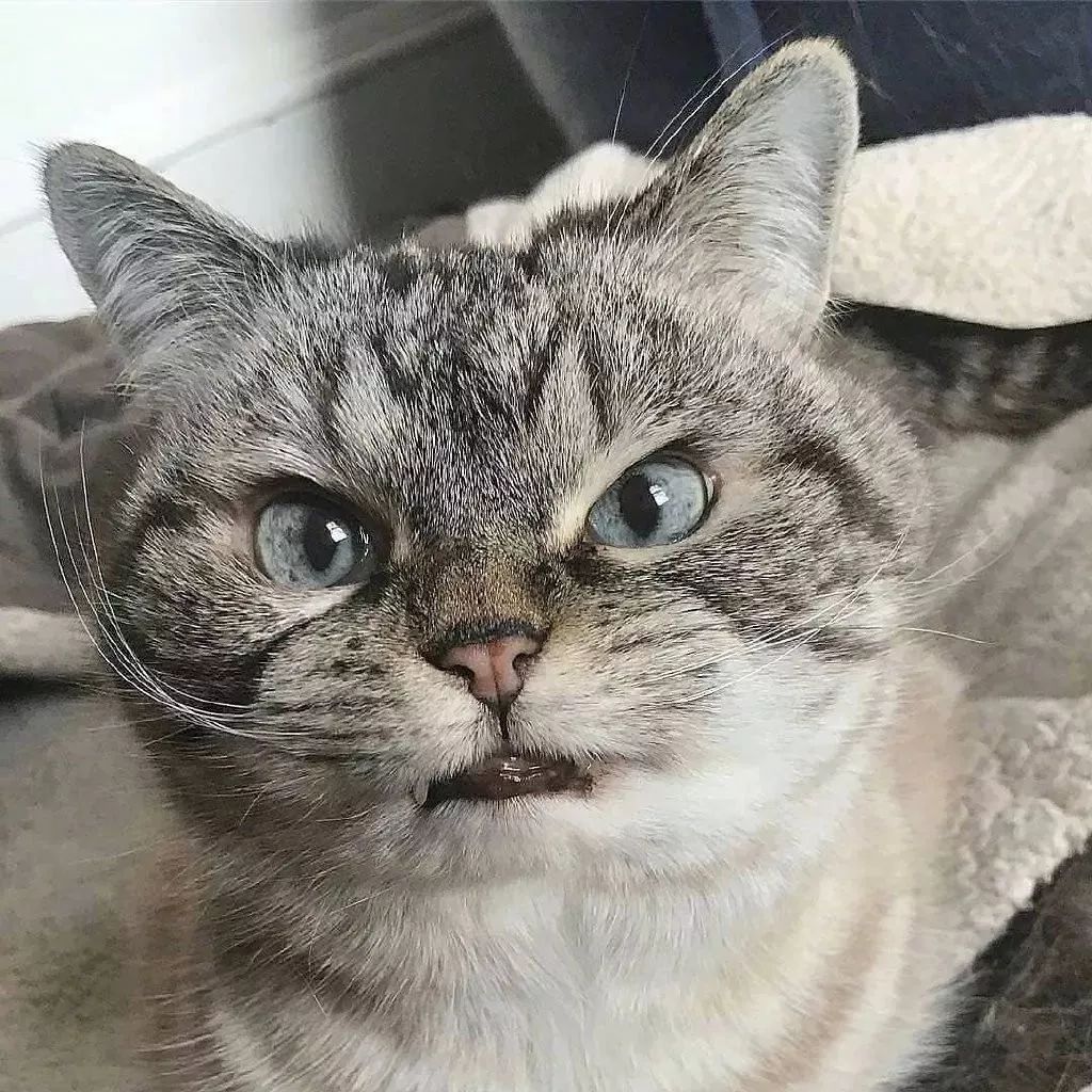 一只表情超凶的喵星人,就问你怕不怕?