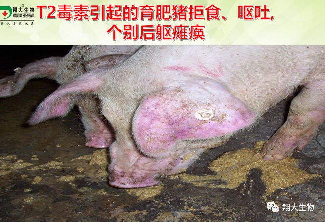 因为霉菌问题,对畜禽造成了如下危害:实验室收集检测26份猪用配合饲料