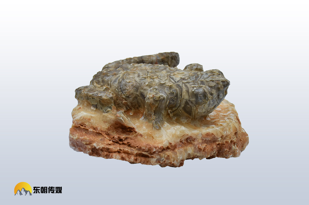广州东朝传媒动物化石蟾化石