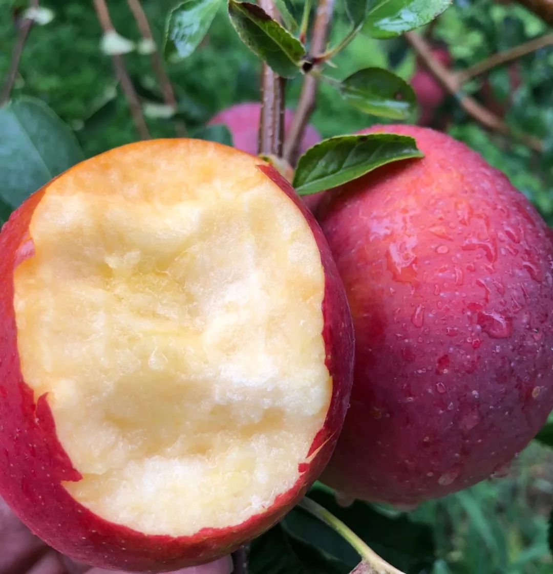 超甜超多汁!大凉山红将军溏心苹果,无污染,不打蜡,大口放心吃