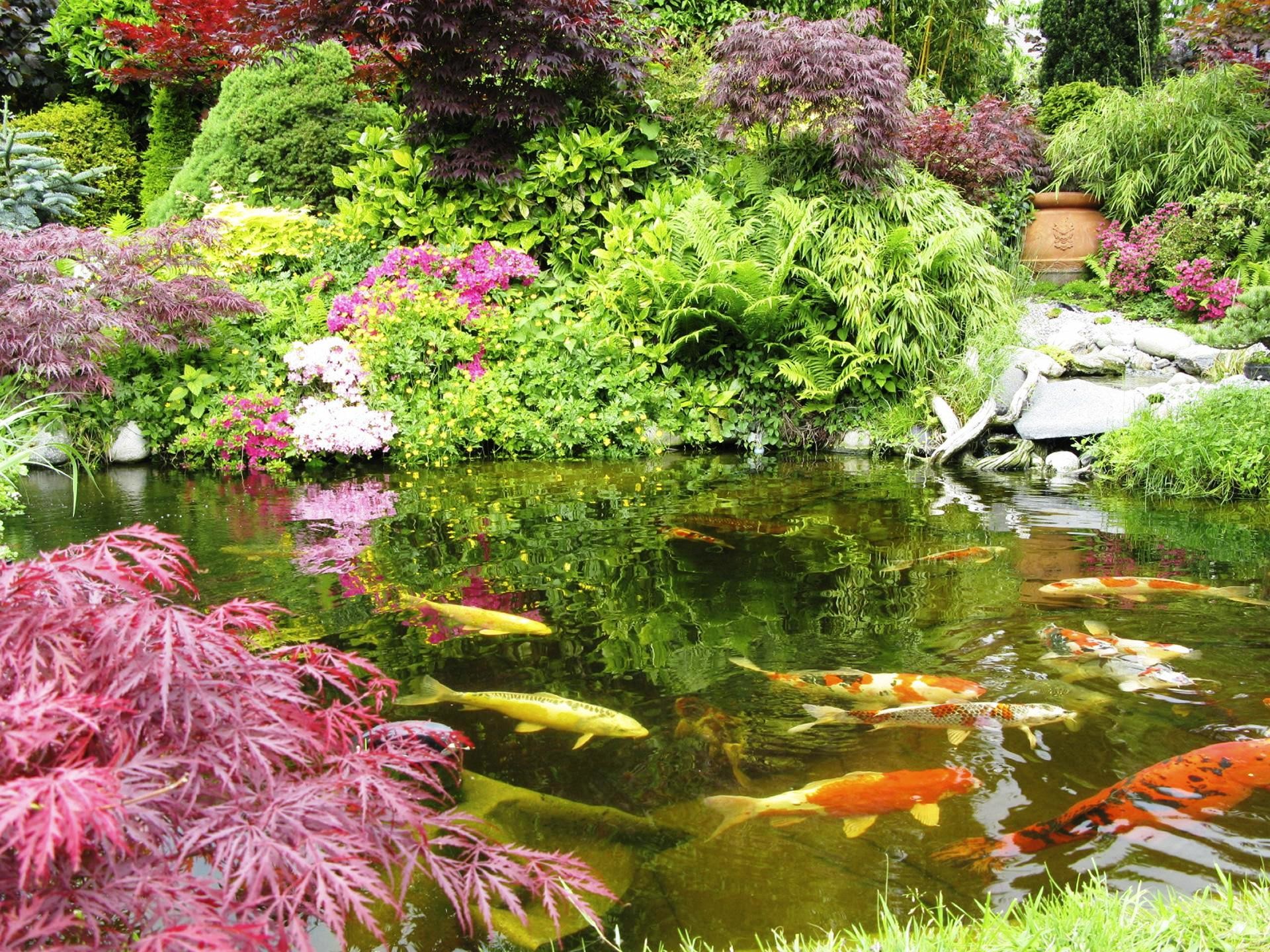 打造花园池塘德国欧亚瑟oase为您保驾护航