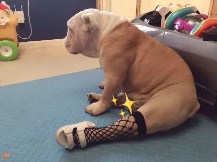 给狗穿鞋竟然该死的合适