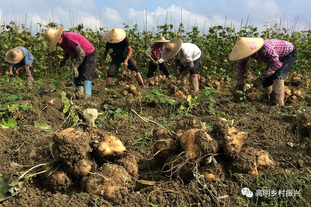 今年头造沙葛成熟,产量价格"双高"_种植
