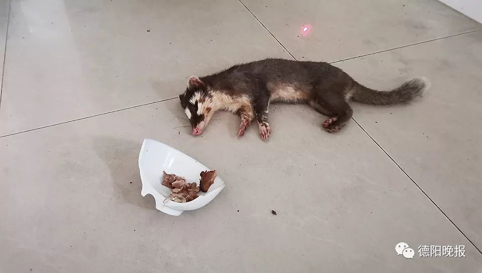 这个小家伙到村民家做客,吃饱喝足不想走了……_鼬獾