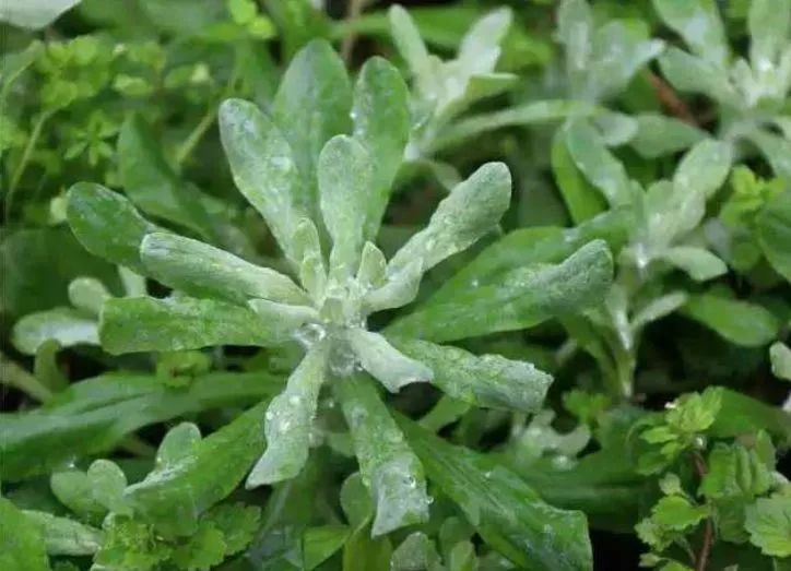 农村小野草竟号称草中燕窝奶奶常拿来烙饼营养丰富