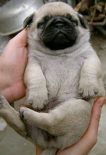 挑选巴哥并不难,选到健康的才是重点,教你这几个有用的妙招_狗狗