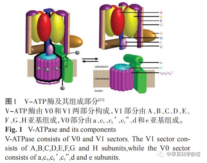 vatp酶在神经系统中的生物学作用