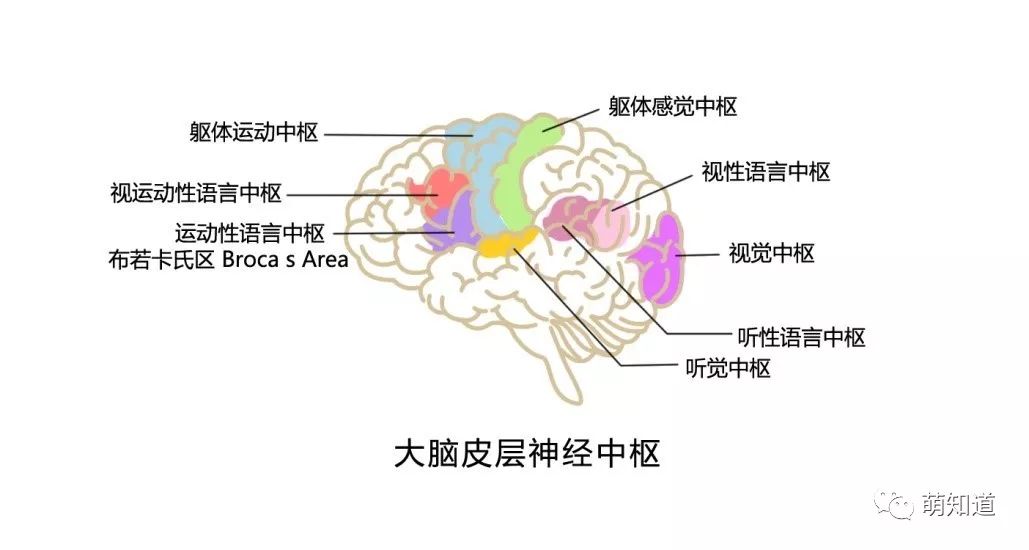 大脑语言中枢分布图图片