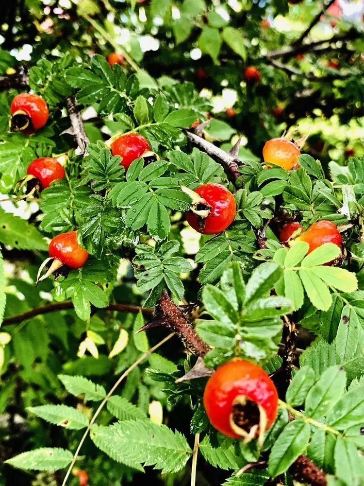 荆荆略道那时的康定14儿时的水干果