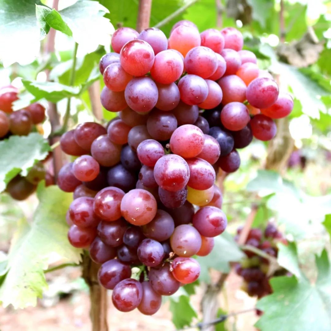 边河味道葡萄熟了来赴一场紫色约会可好