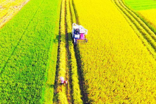 油稻轮作效益高