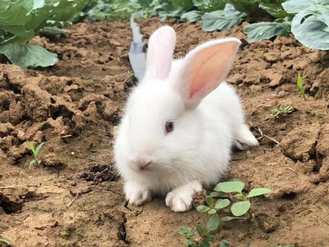 中秋福利丨开心菜园萌小兔等你领养!