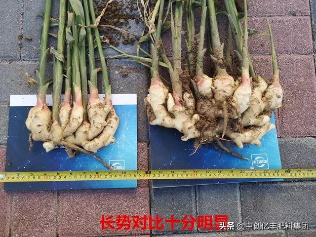 "益生活菌剂就是我大姜地的绝密武器,有了它,想不高产