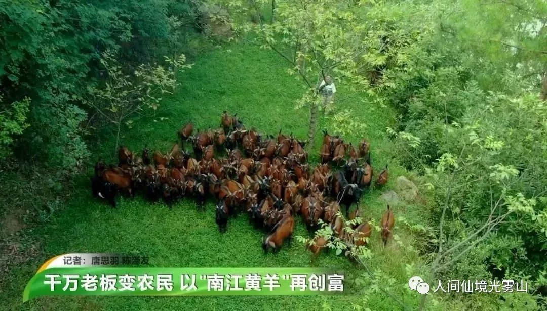蜀你最能千万老板变农民以南江黄羊再创富