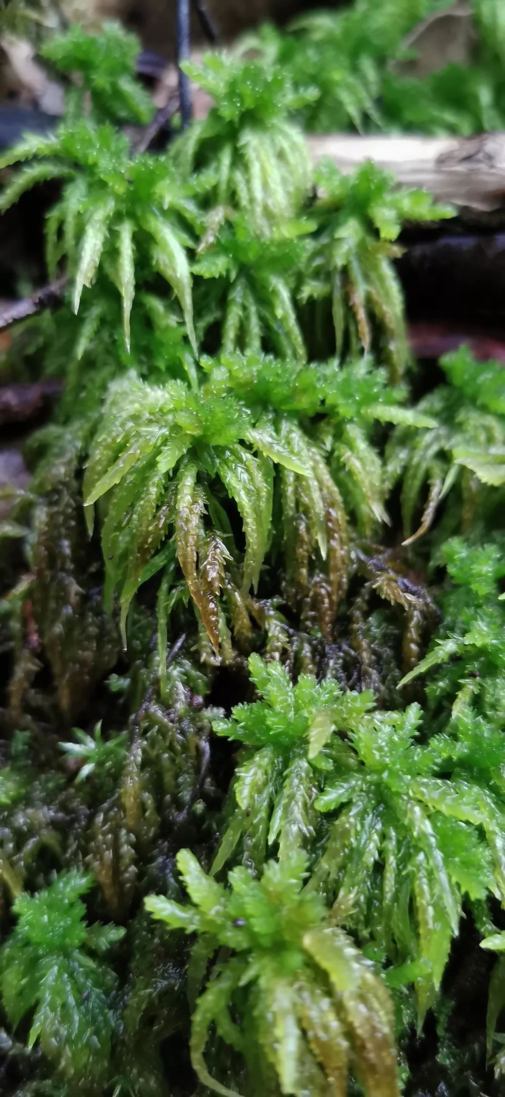 狭叶白发藓金发藓粗叶白发藓立春苔大灰藓这些小家伙长势极好近期杭城