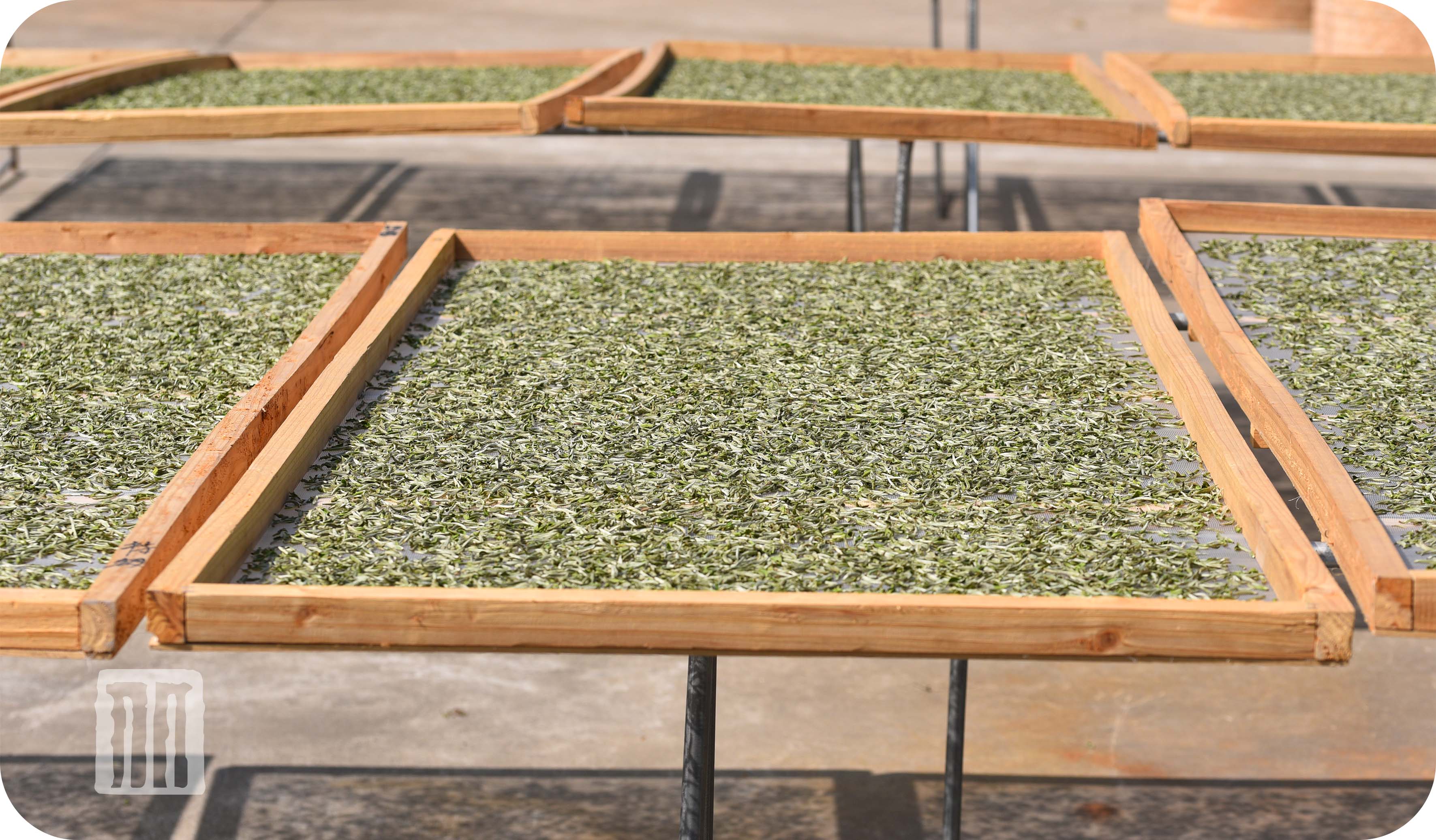 细说白茶制作工艺的那些事儿