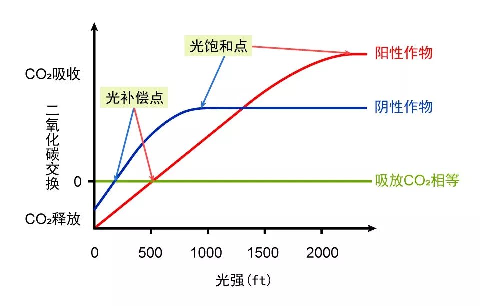 二氧化碳补偿点图解图片