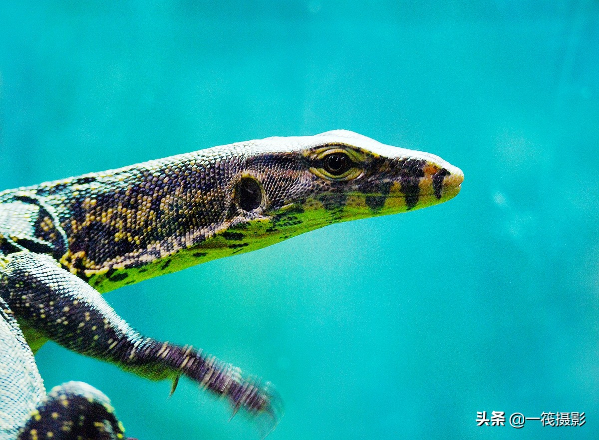 亚洲水巨蜥图片