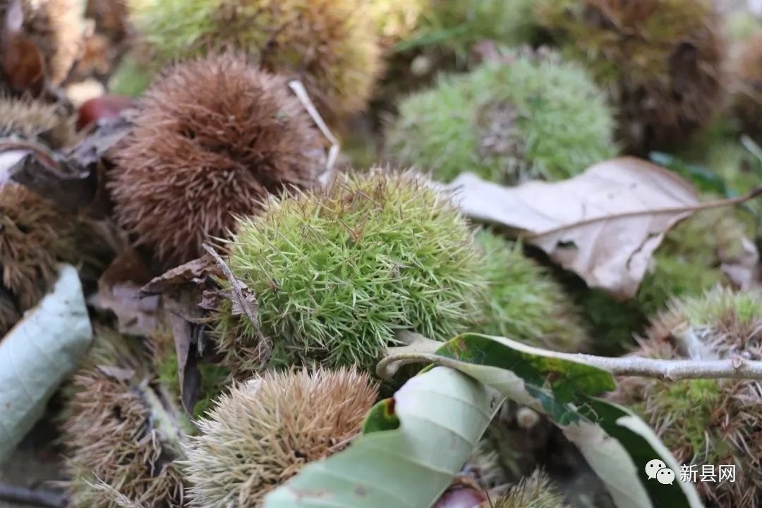 老家新县的板栗熟了走小编带你上山打板栗去