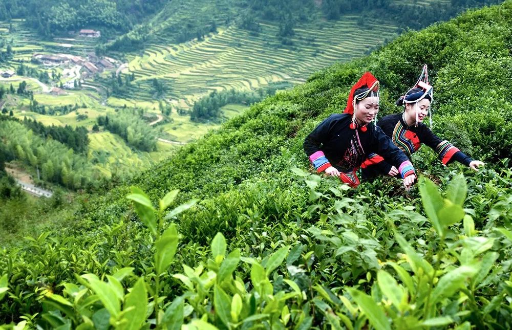 景宁惠明茶香飘上海