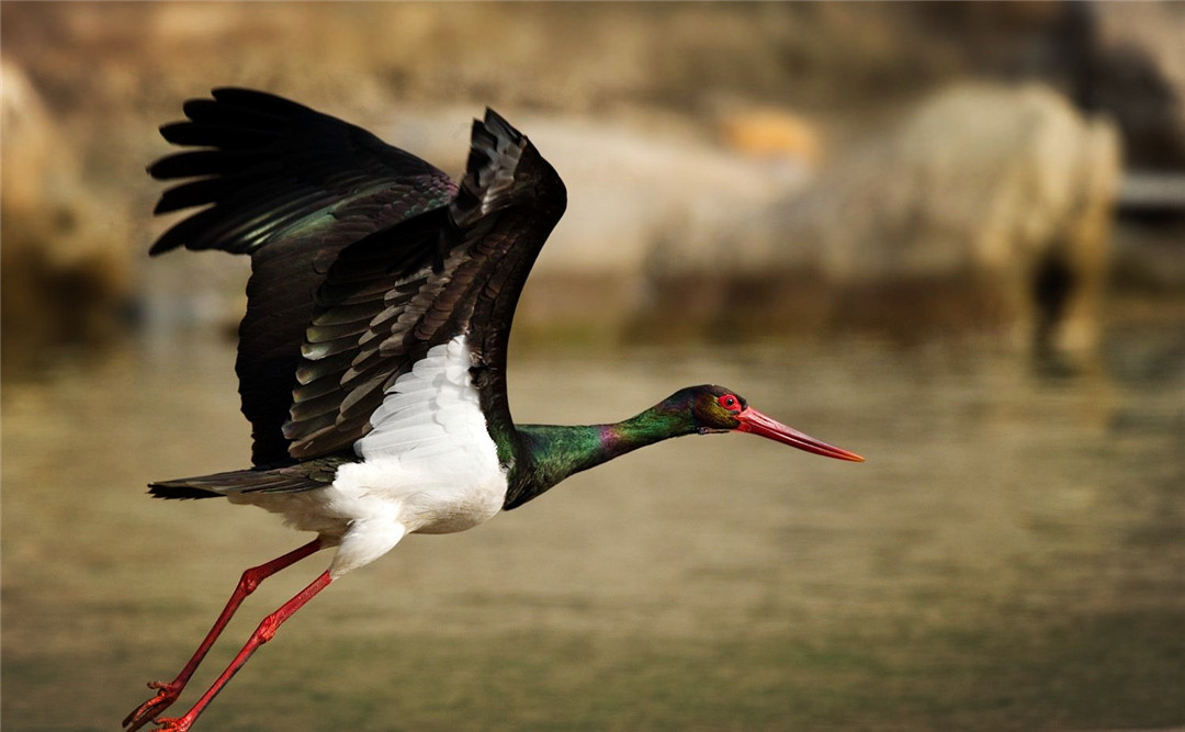 原创张家口出现红色长嘴鸟羽毛变幻不同颜色把房子建在悬崖上