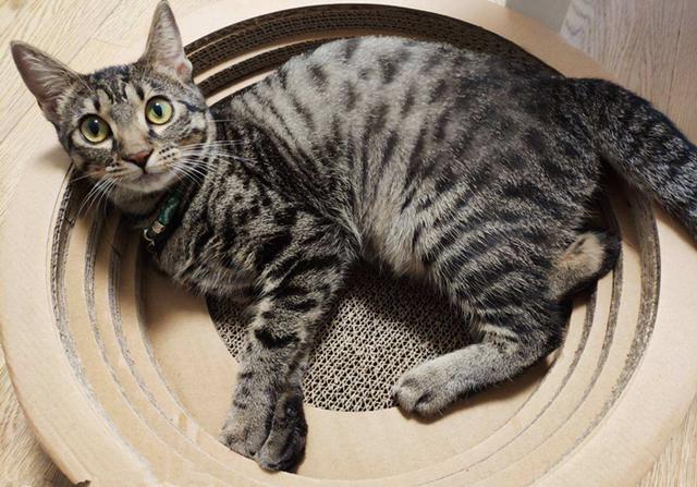 田园猫其实并不土气,它们不仅祖上阔过,智商和战斗力也是爆表