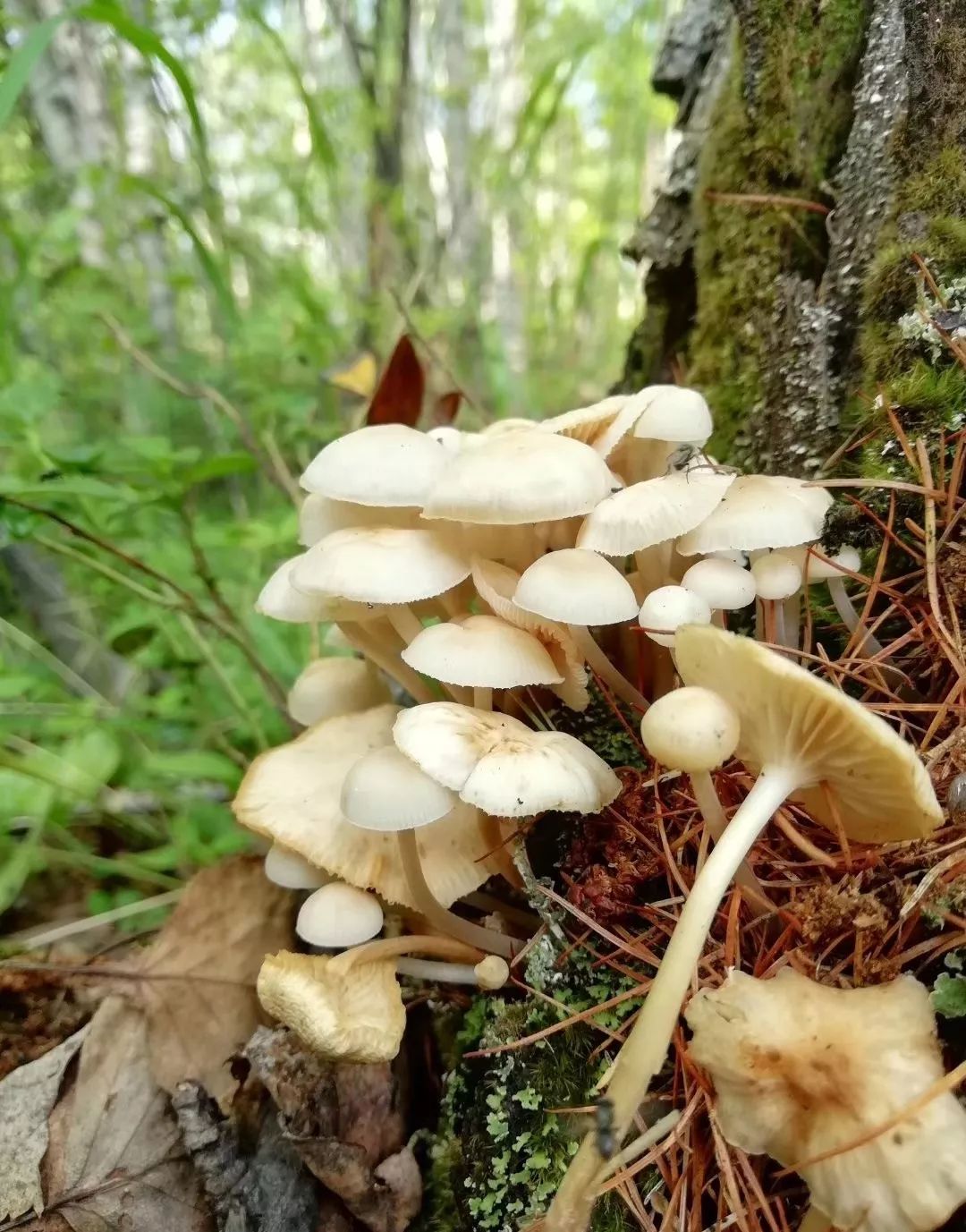 大兴安岭蘑菇种类图片
